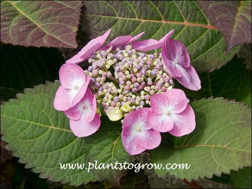 lace cap flower